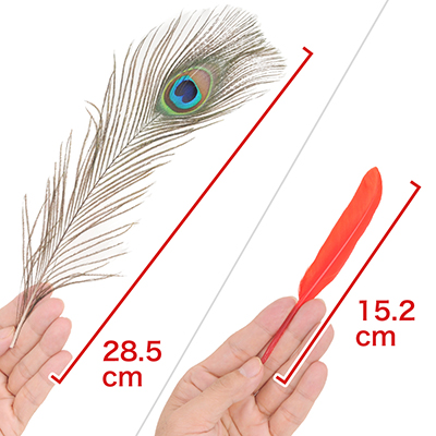 各サイズとも本物の羽根を使用しているため、大きさには多少のバラつきがあります。　※数値はＮＬＳ実測値